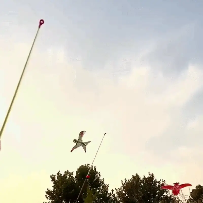 Kite Flying